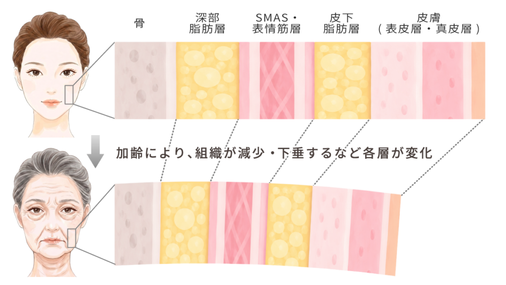 シワの原因を「層」で見極める重要性